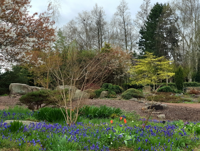 The Alpine Garden Society